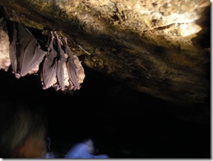 洞窟内のコウモリ