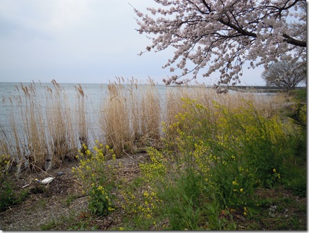 菜の花と桜とすすき