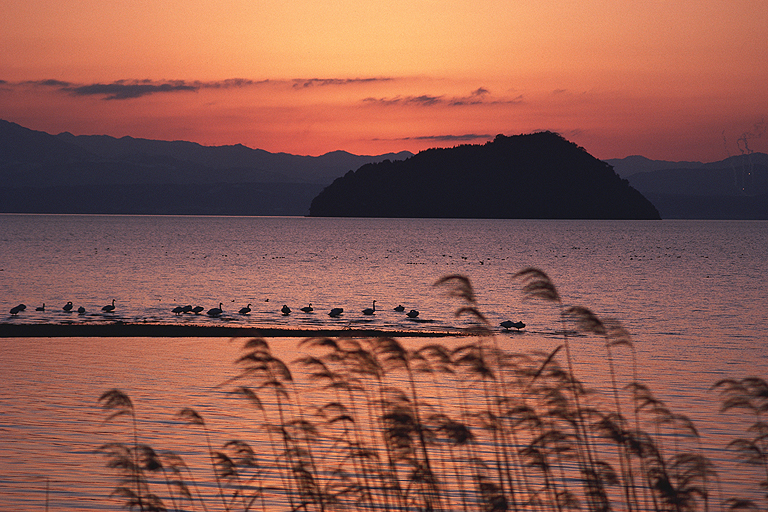 生島 竹