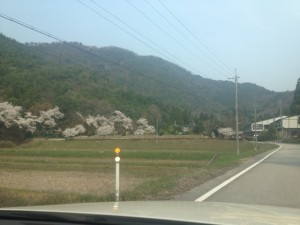 須賀谷温泉　桜