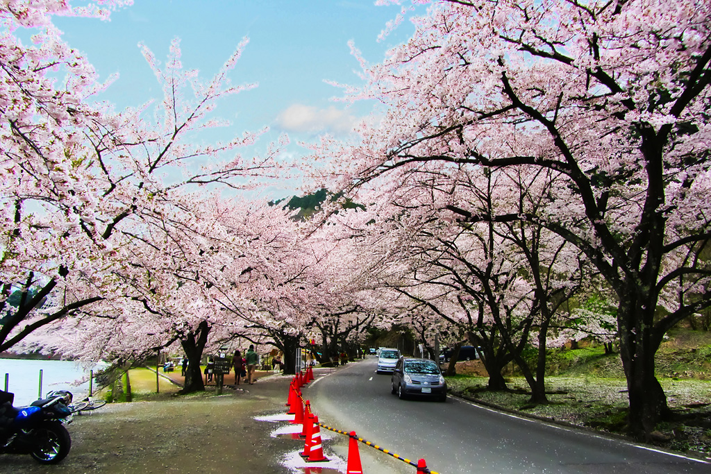 海津大崎の桜クルーズ ４月１日 月 ２２日 月 須賀谷温泉