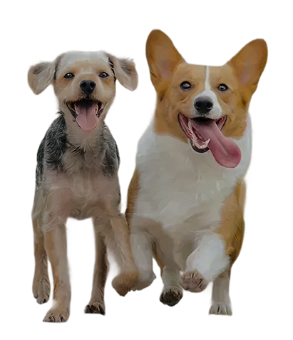 わんちゃんたち